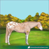 Horse Color:Gold Champagne Splash Appaloosa 