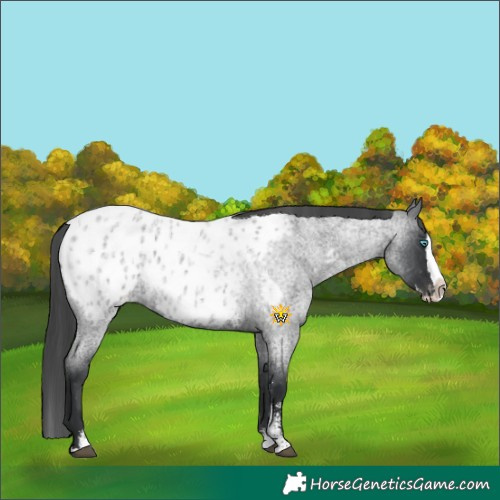 Horse Color:Blue Roan Sabino Splash Appaloosa  and Blue Roan Sabino Splash Appaloosa 