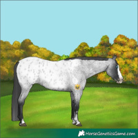Horse Color:Blue Roan Sabino Splash Appaloosa and Blue Roan Sabino Splash Appaloosa