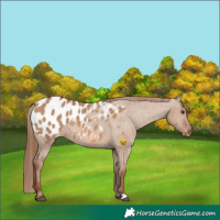 Horse Color:Red Dun Appaloosa