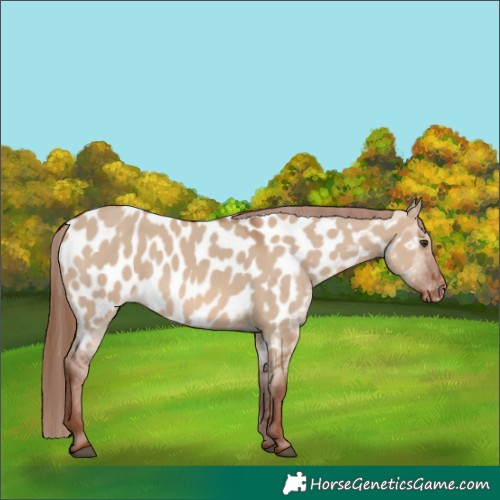 Horse Color:Red Dun Appaloosa 