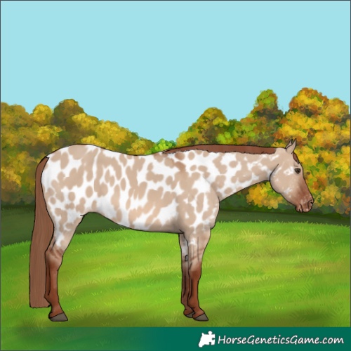 Horse Color:Red Dun Appaloosa
