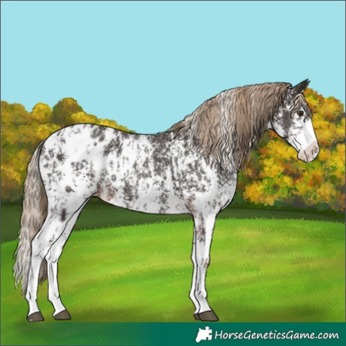 Horse Color:Liver Chestnut Sabino Splash Appaloosa  and Liver Chestnut Sabino Splash Appaloosa 