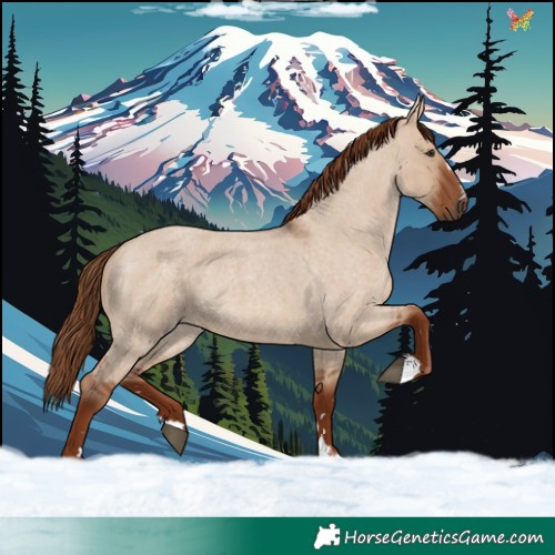 Horse Color:Red Dun Roan