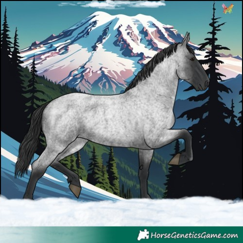 Horse Color:Blue Roan 