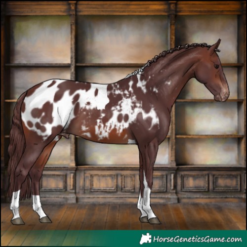 Horse Color:Chocolate Brown Tobiano Appaloosa 