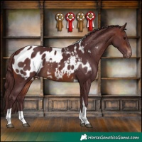 Horse Color:Chocolate Brown Tobiano Appaloosa 