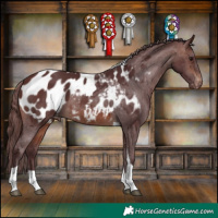 Horse Color:Chocolate Brown Tobiano Appaloosa