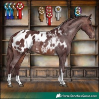 Horse Color:Chocolate Brown Tobiano Appaloosa 