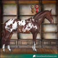 Horse Color:Chocolate Brown Tobiano Appaloosa 