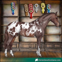 Horse Color:Chocolate Brown Tobiano Appaloosa
