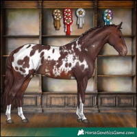 Horse Color:Chocolate Brown Tobiano Appaloosa 