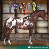 Horse Color:Chocolate Brown Tobiano Blanket