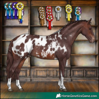 Horse Color:Chocolate Brown Tobiano Blanket