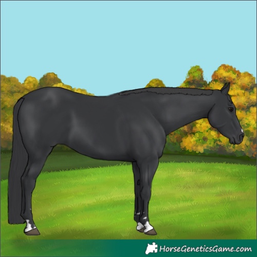 Horse Color:Black 