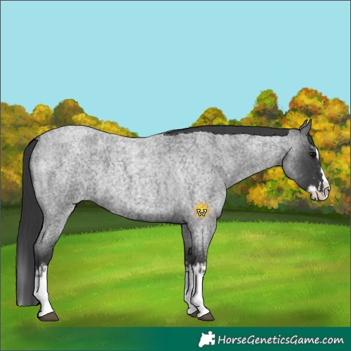 Horse Color:Blue Roan Sabino Splash and Blue Roan Sabino Splash