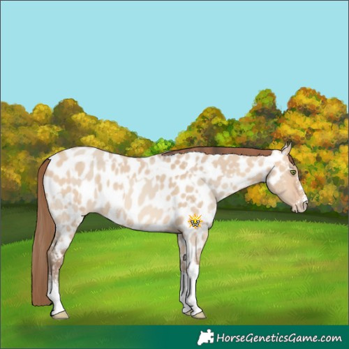 Horse Color:Amber Champagne Dun Sabino Tobiano Appaloosa  and Amber Champagne Dun Sabino Tobiano Appaloosa 