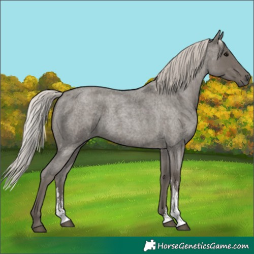 Horse Color:Silver Blue Roan Sabino