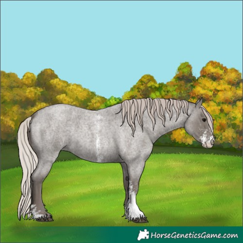 Horse Color:Silver Blue Roan Sabino