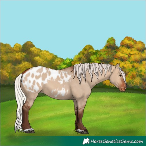 Horse Color:Silver Brown Dun Appaloosa