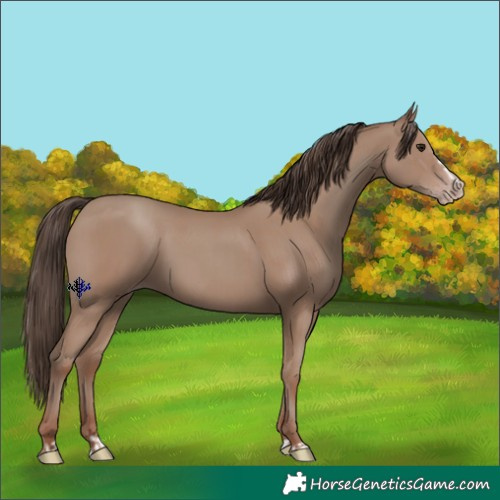 Horse Color:Classic Champagne  and Classic Champagne Splash 