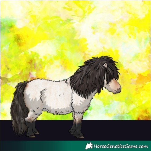 Horse Color:Bay Roan Dun 
