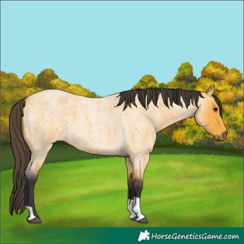 Horse Color:Buckskin Roan Tobiano
