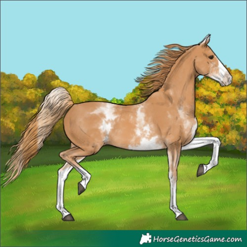 Horse Color:Unknown 
