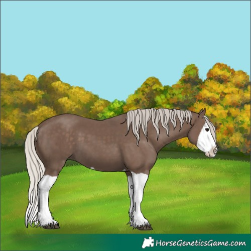 Horse Color:Silver Black Splash 