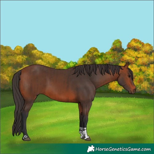 Horse Color:Brown and Bay