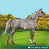 Horse Color:Silver Blue Roan Sabino 