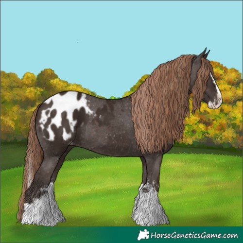 Horse Color:Liver Chestnut Sabino Splash Appaloosa  and Liver Chestnut Sabino Splash Appaloosa 