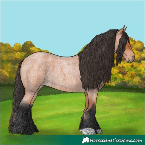 Horse Color:Bay Roan 