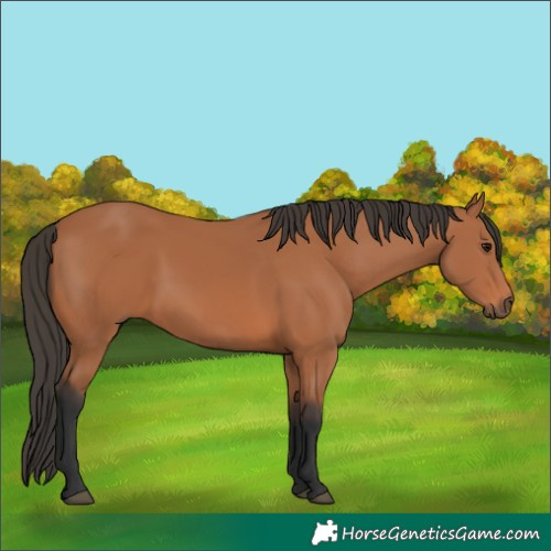 Horse Color:Bay 