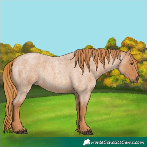 Horse Color:Red Roan