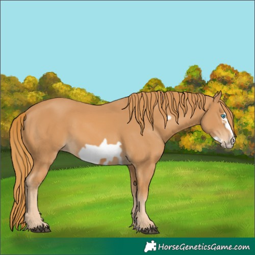 Horse Color:Chestnut Frame