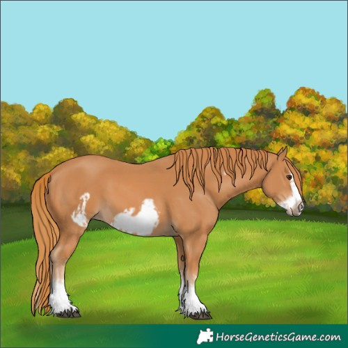 Horse Color:Unknown 