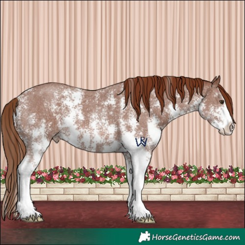Horse Color:Chestnut Sabino 