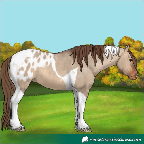 Horse Color:Unknown 