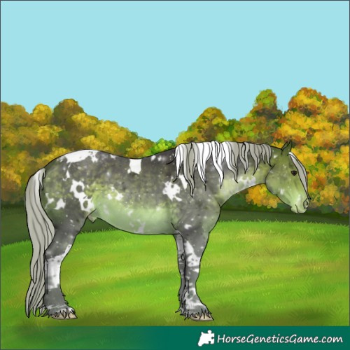 Horse Color:White Spotted Silver Buckskin Tobiano Appaloosa 
