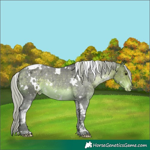 Horse Color:White Spotted Silver Buckskin Tobiano Appaloosa 