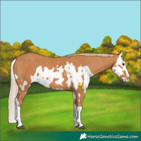Horse Color:Chestnut Splash and Chestnut Splash