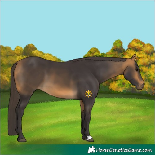 Horse Color:Buckskin 