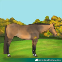 Horse Color:Buckskin 