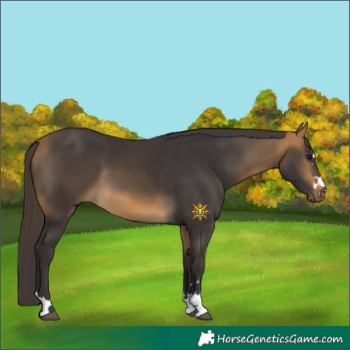 Horse Color:Buckskin