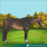 Horse Color:Buckskin 