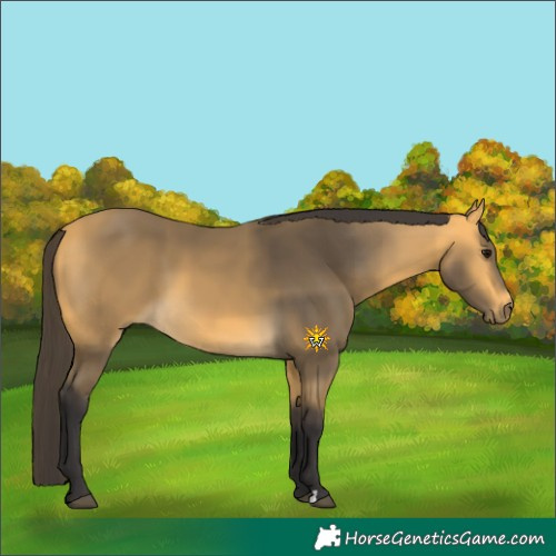 Horse Color:Buckskin