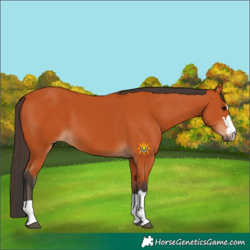 Horse Color:Bay 