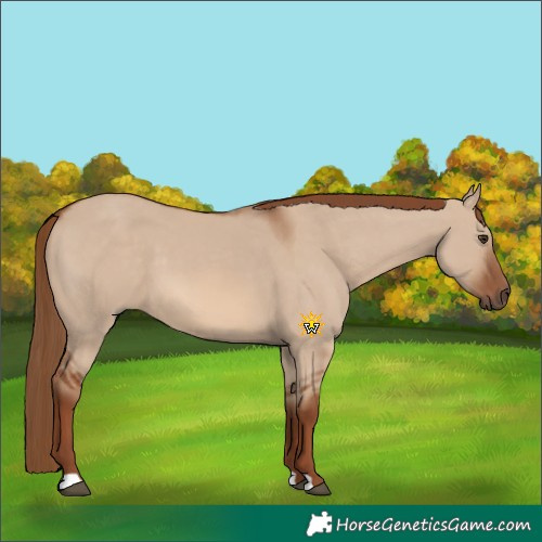 Horse Color:Red Dun 