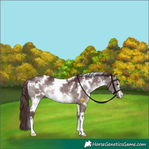 Horse Color:Platinum White Spotted Chocolate Brown Dun 